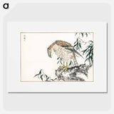 アートポスター-Osprey
 - 鳥類図鑑 Poster.