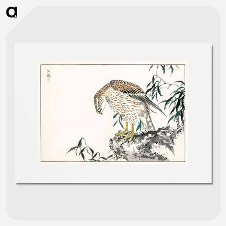 アートポスター-Osprey
 - 鳥類図鑑 Poster.