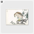 アートポストカード-Osprey
 - 鳥類図鑑 Postcard.