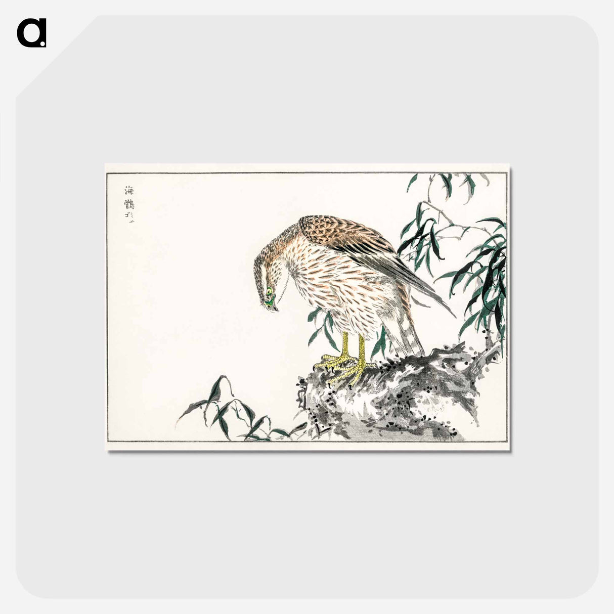 アートポストカード-Osprey
 - 鳥類図鑑 Postcard.