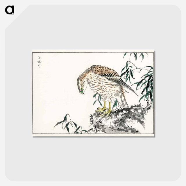 アートポストカード-Osprey
 - 鳥類図鑑 Postcard.
