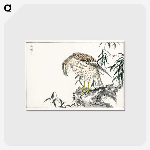 ミサゴ - 鳥類図鑑 Postcard.