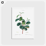 アートポストカード-Alpine buckthorn - ピエール ジョゼフ ルドゥーテ Postcard.