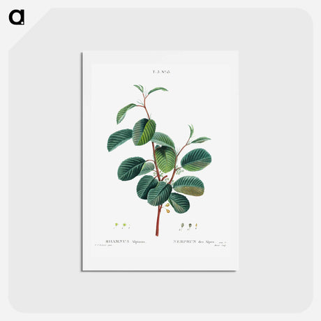 アートポストカード-Alpine buckthorn - ピエール ジョゼフ ルドゥーテ Postcard.