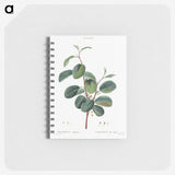 1-60_Pierre-Joseph-Redoute_memo