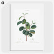 1-60_Pierre-Joseph-Redoute_picture