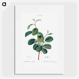 Alpine buckthorn - Pierre Joseph Redouté Poster.