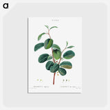 アートポストカード-Alpine buckthorn - ピエール ジョゼフ ルドゥーテ Postcard.