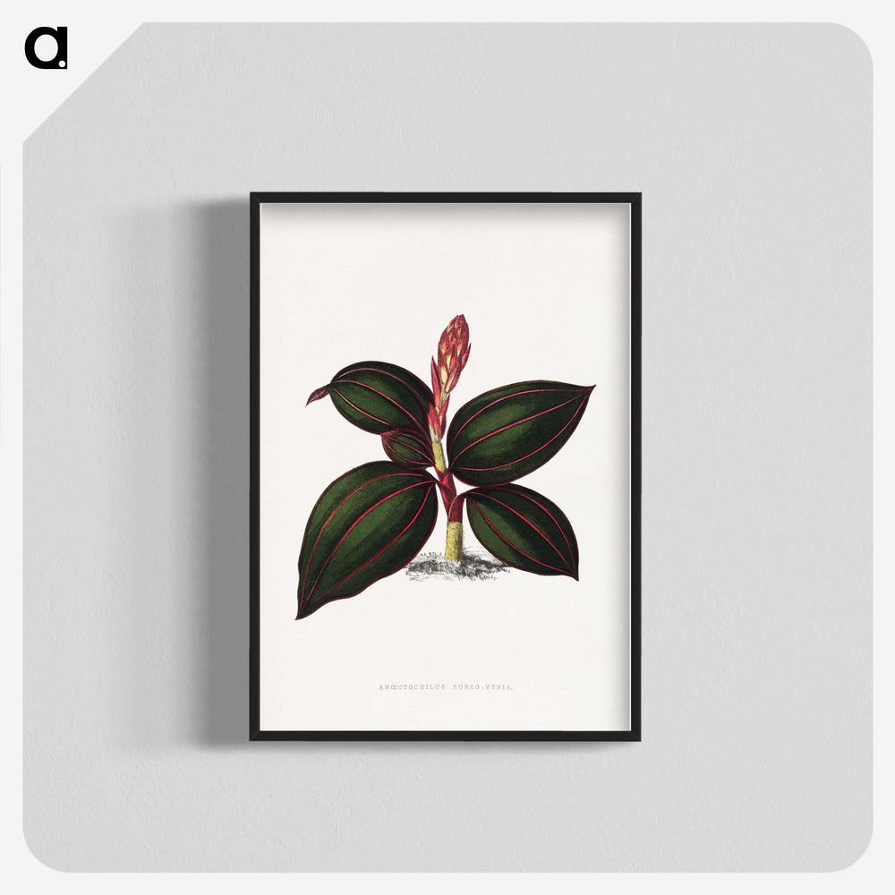 1-60_Plants-with-Colored-Foliage_blk-crop