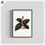 1-60_Plants-with-Colored-Foliage_blk-crop