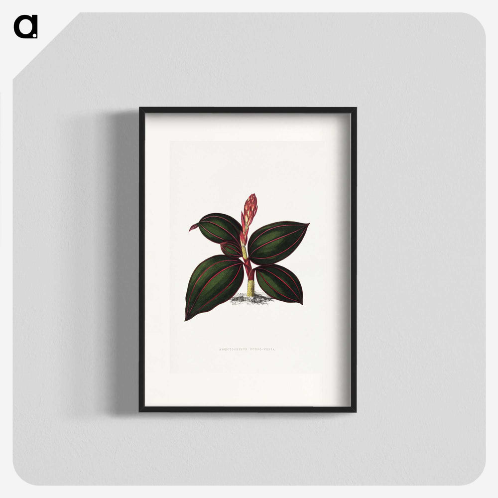1-60_Plants-with-Colored-Foliage_blk