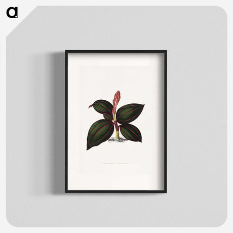 1-60_Plants-with-Colored-Foliage_blk