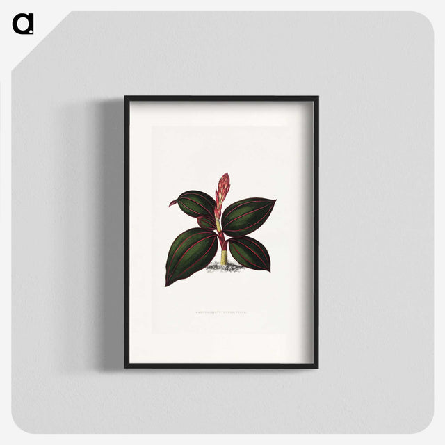 1-60_Plants-with-Colored-Foliage_blk