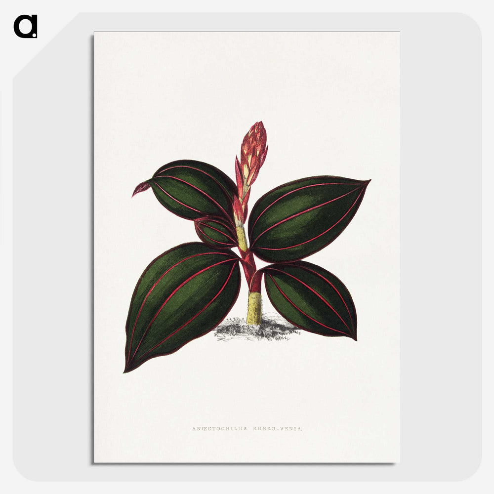 1-60_Plants-with-Colored-Foliage_picture-crop