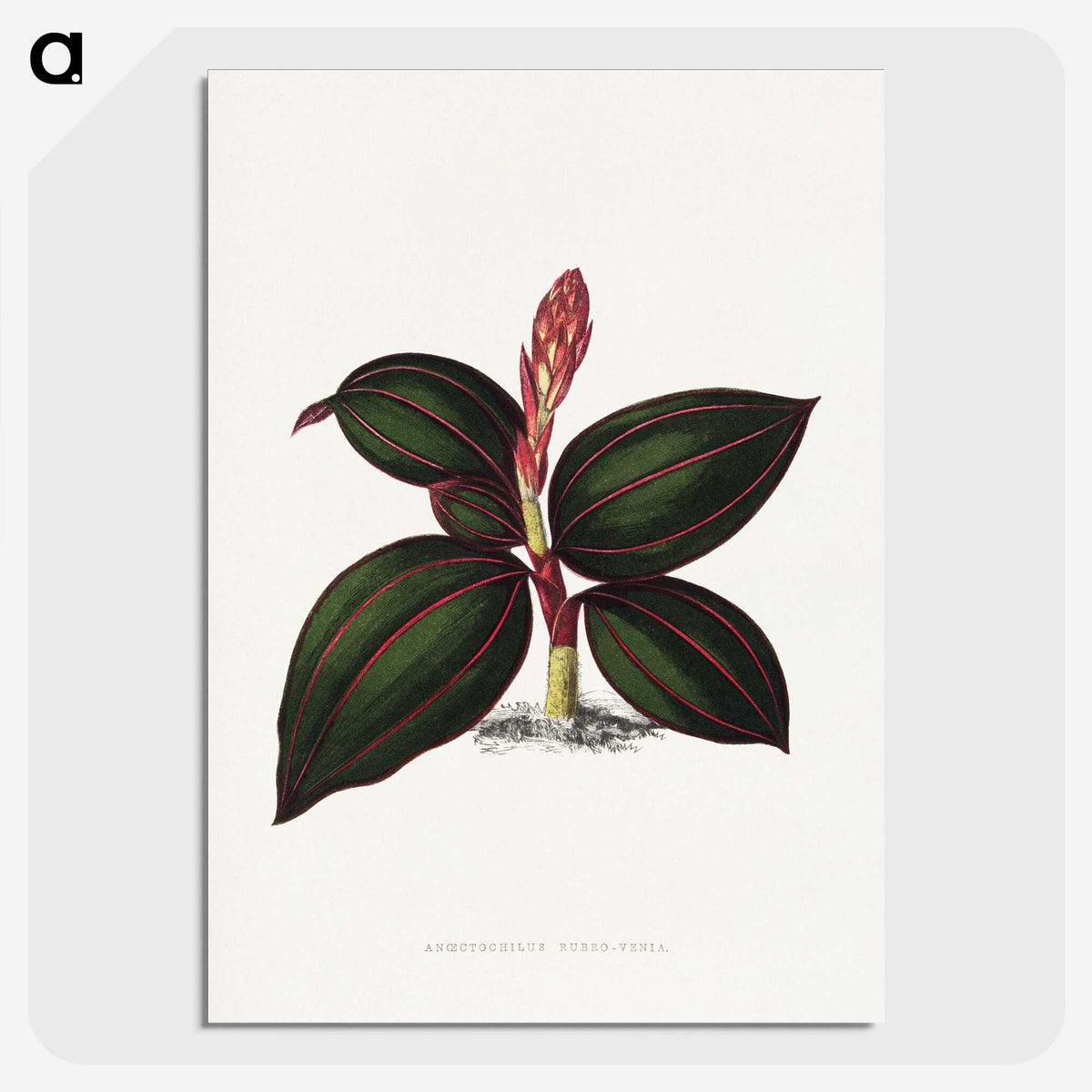 1-60_Plants-with-Colored-Foliage_picture-crop