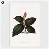 1-60_Plants-with-Colored-Foliage_picture-crop