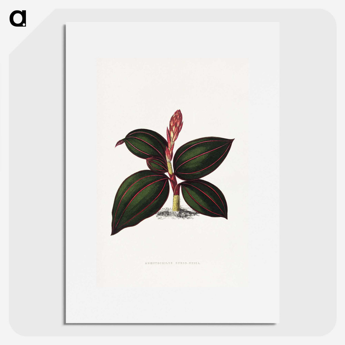 1-60_Plants-with-Colored-Foliage_picture