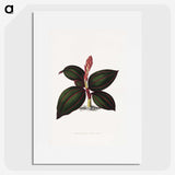 1-60_Plants-with-Colored-Foliage_picture