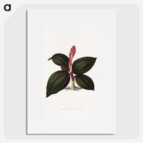 1-60_Plants-with-Colored-Foliage_picture
