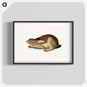 アートポスター-Black-Tailed Hare
 - セントルイス美術館 Poster.