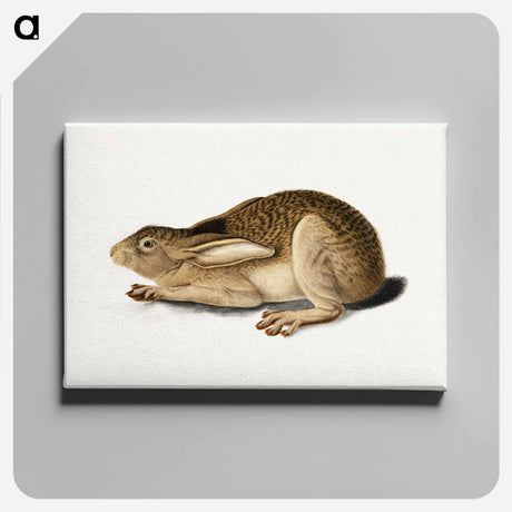 アートパネル-Black-Tailed Hare
 - セントルイス美術館 Canvas.