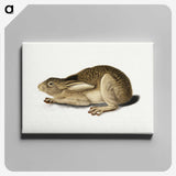 1-60_Saint-Louis-Art-Museum_canvas