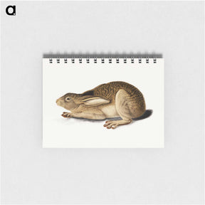 アートメモ帳-Black-Tailed Hare
 - セントルイス美術館 Memo.