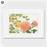 1-60_Seiyo-Soka-Zufu_picture