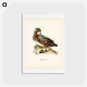 アートポストカード-Great Scaup
 - スヴェンスカ フォグラル Postcard.