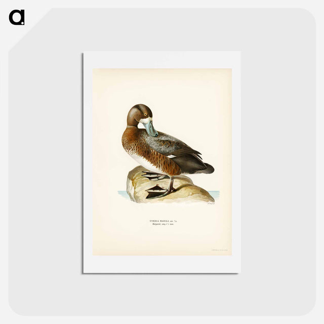 アートポストカード-Great Scaup
 - スヴェンスカ フォグラル Postcard.