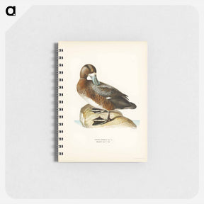 アートメモ帳-Great Scaup
 - スヴェンスカ フォグラル Memo.