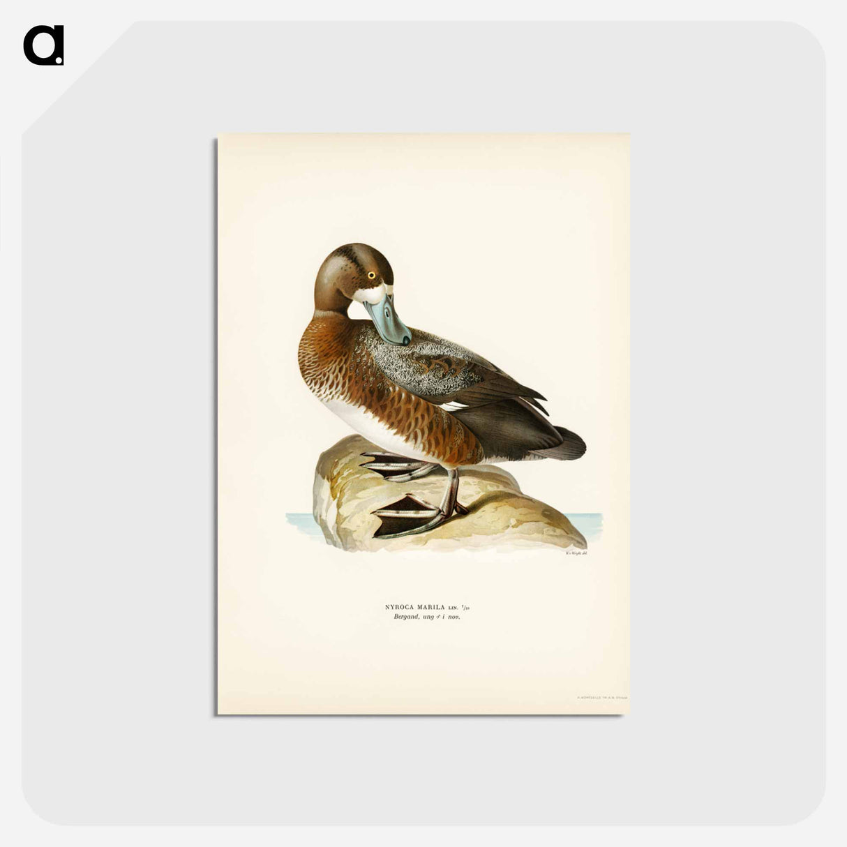 アートポストカード-Great Scaup
 - スヴェンスカ フォグラル Postcard.