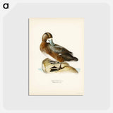 アートポストカード-Great Scaup
 - スヴェンスカ フォグラル Postcard.