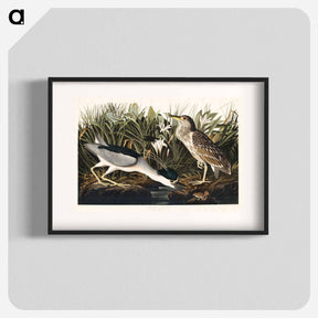 アートポスター-Night Heron, or Qua bird from Birds of America
 - アメリカの鳥たち Poster.
