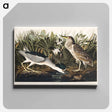 アートパネル-Night Heron, or Qua bird from Birds of America
 - アメリカの鳥たち Canvas.