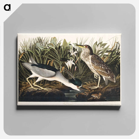 アートパネル-Night Heron, or Qua bird from Birds of America
 - アメリカの鳥たち Canvas.