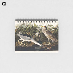 アートメモ帳-Night Heron, or Qua bird from Birds of America
 - アメリカの鳥たち Memo.