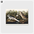 アートポストカード-Night Heron, or Qua bird from Birds of America
 - アメリカの鳥たち Postcard.