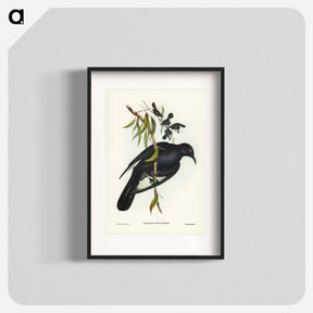 アートポスター-White-winged Chough
 - オーストラリアの鳥 Poster.