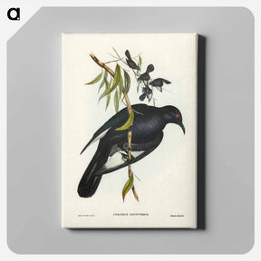 アートパネル-White-winged Chough
 - オーストラリアの鳥 Canvas.