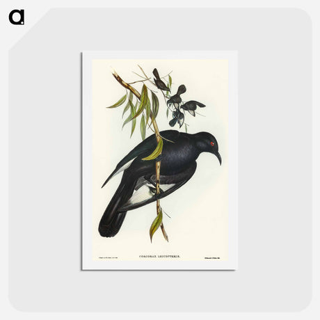 アートポストカード-White-winged Chough
 - オーストラリアの鳥 Postcard.
