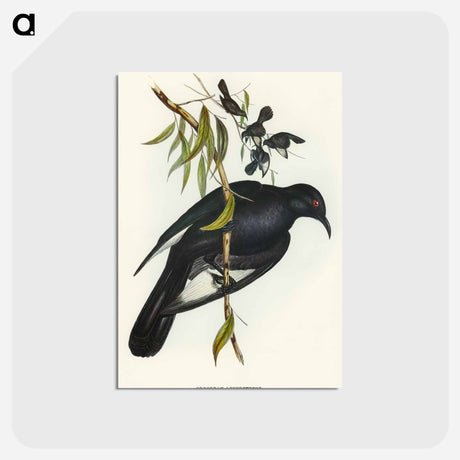 アートポストカード-White-winged Chough
 - オーストラリアの鳥 Postcard.