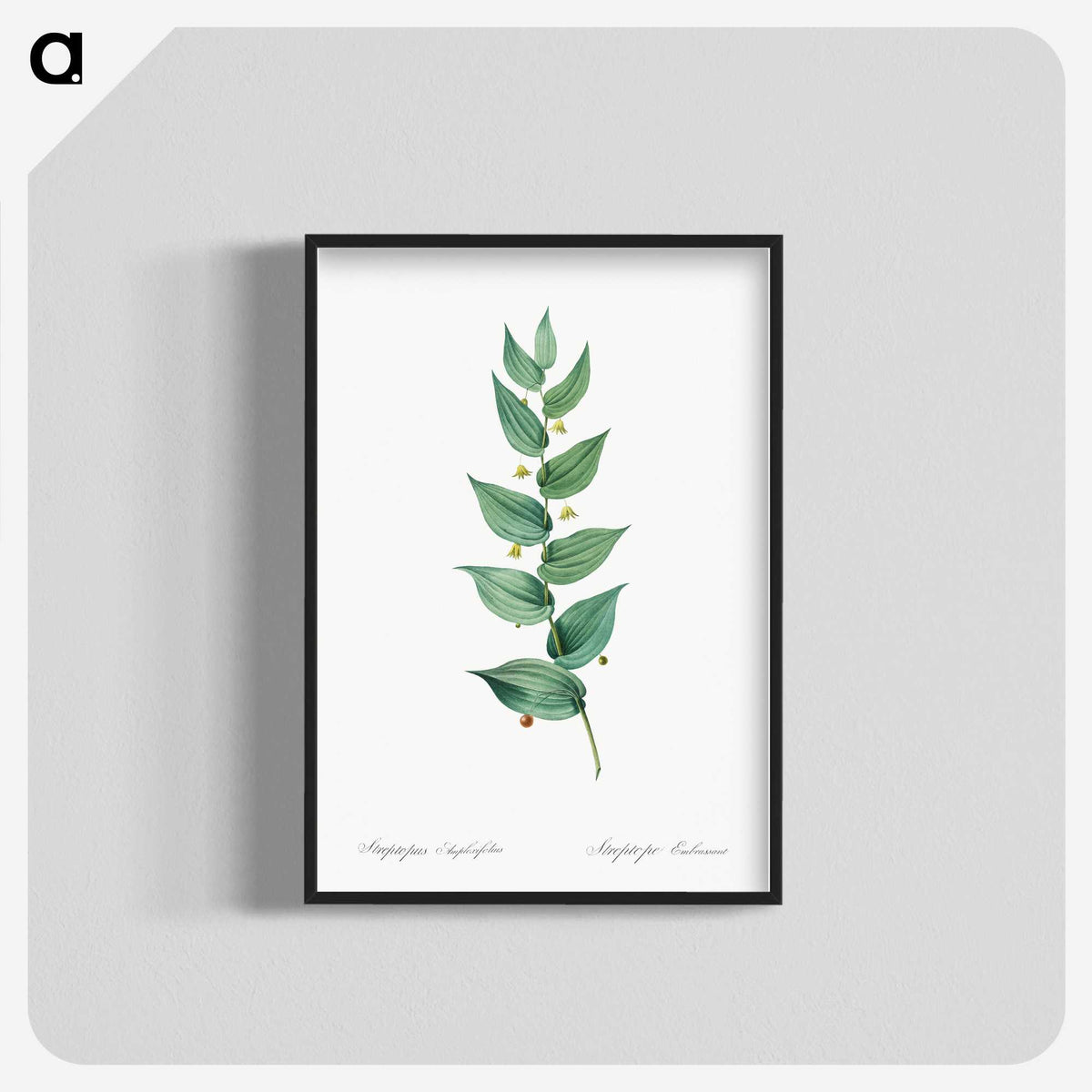 1-60_The-Lilies_blk-crop
