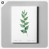 1-60_The-Lilies_canvas