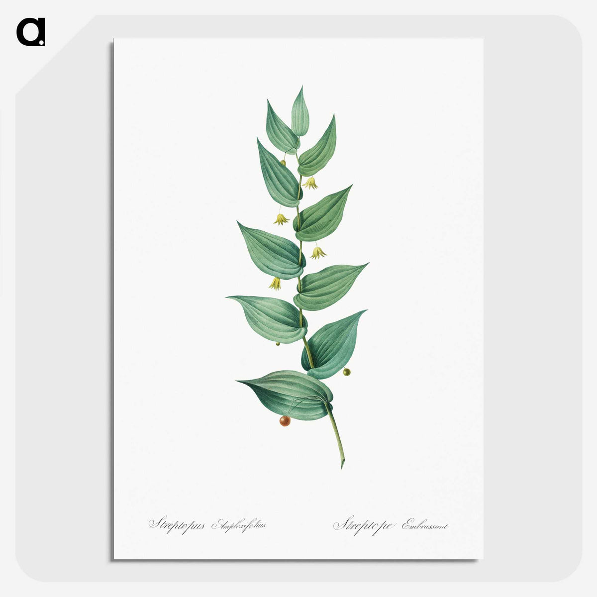 1-60_The-Lilies_picture-crop