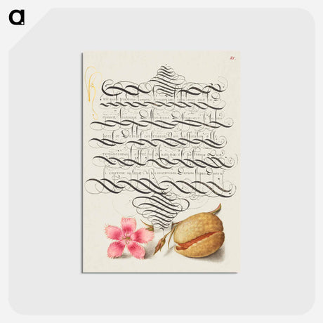 アートポストカード-Dianthus and Almond from Mira Calligraphiae Monumenta
 - 書道のお手本 Postcard.