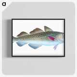 1-60_The-Natural-History-of-British-Fishes_blk-crop