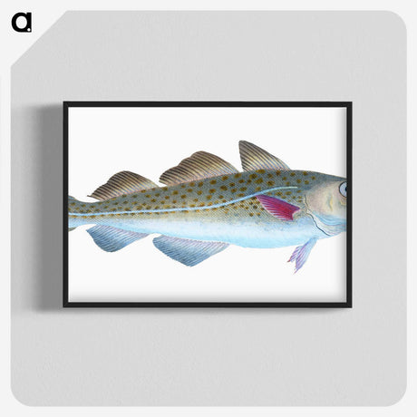 1-60_The-Natural-History-of-British-Fishes_blk-crop