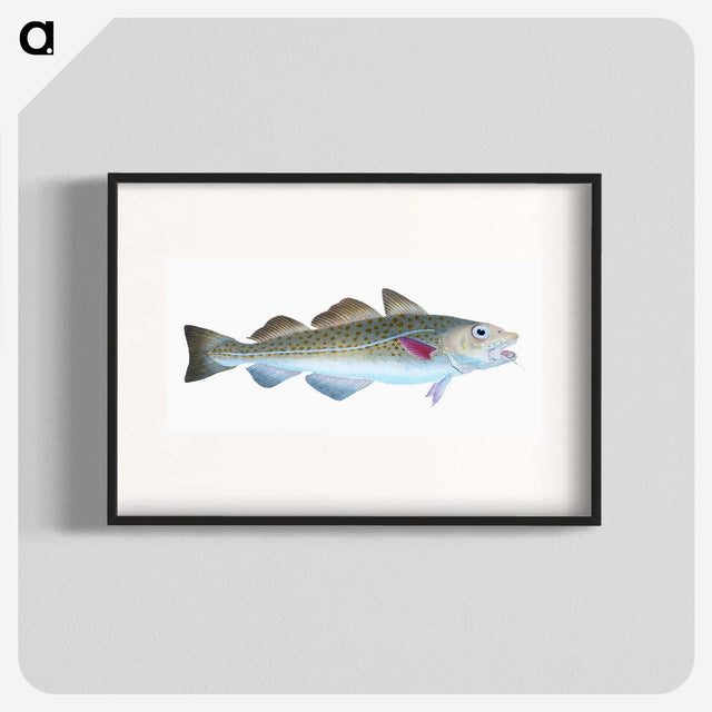 1-60_The-Natural-History-of-British-Fishes_blk