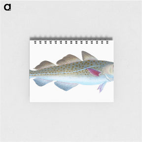 1-60_The-Natural-History-of-British-Fishes_memo